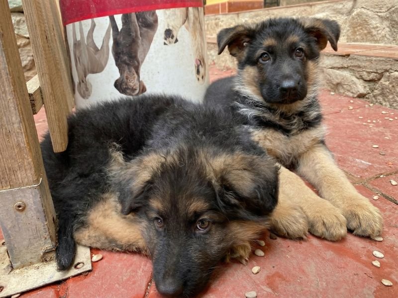 qué comprar al adoptar un cachorro