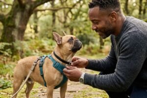 arnés o collar para perro