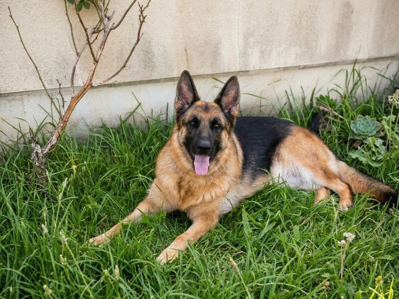 Dogfy Diet opiniones. Bella descansando sobre la hierba en exterior