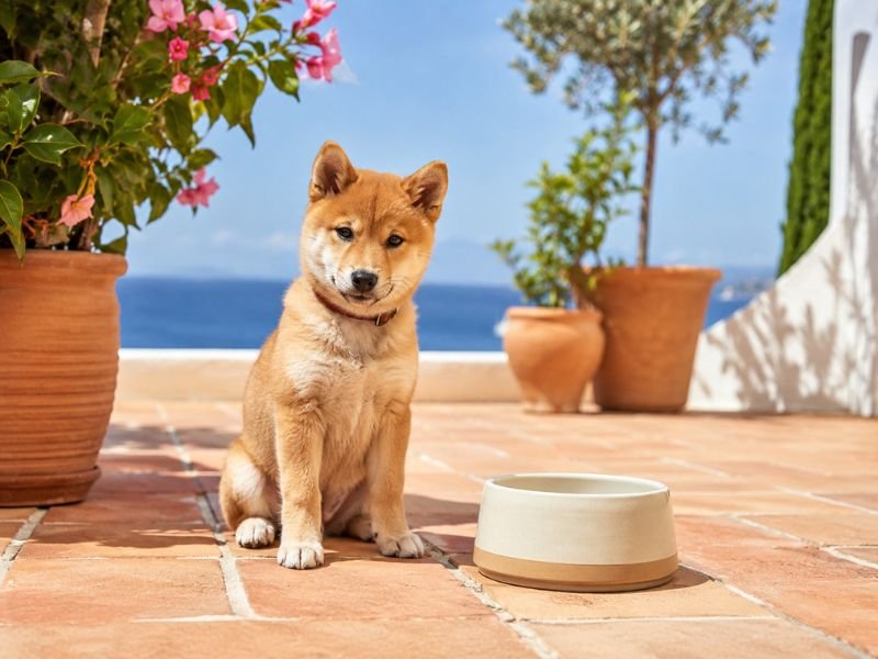 how often should a puppy eat