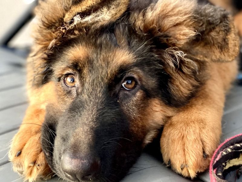 Dónde debe dormir un cachorro