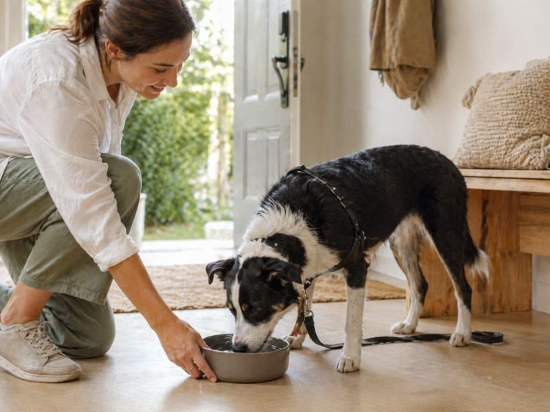 perro en casa bebiendo de un bol de manera controlada por su humana.