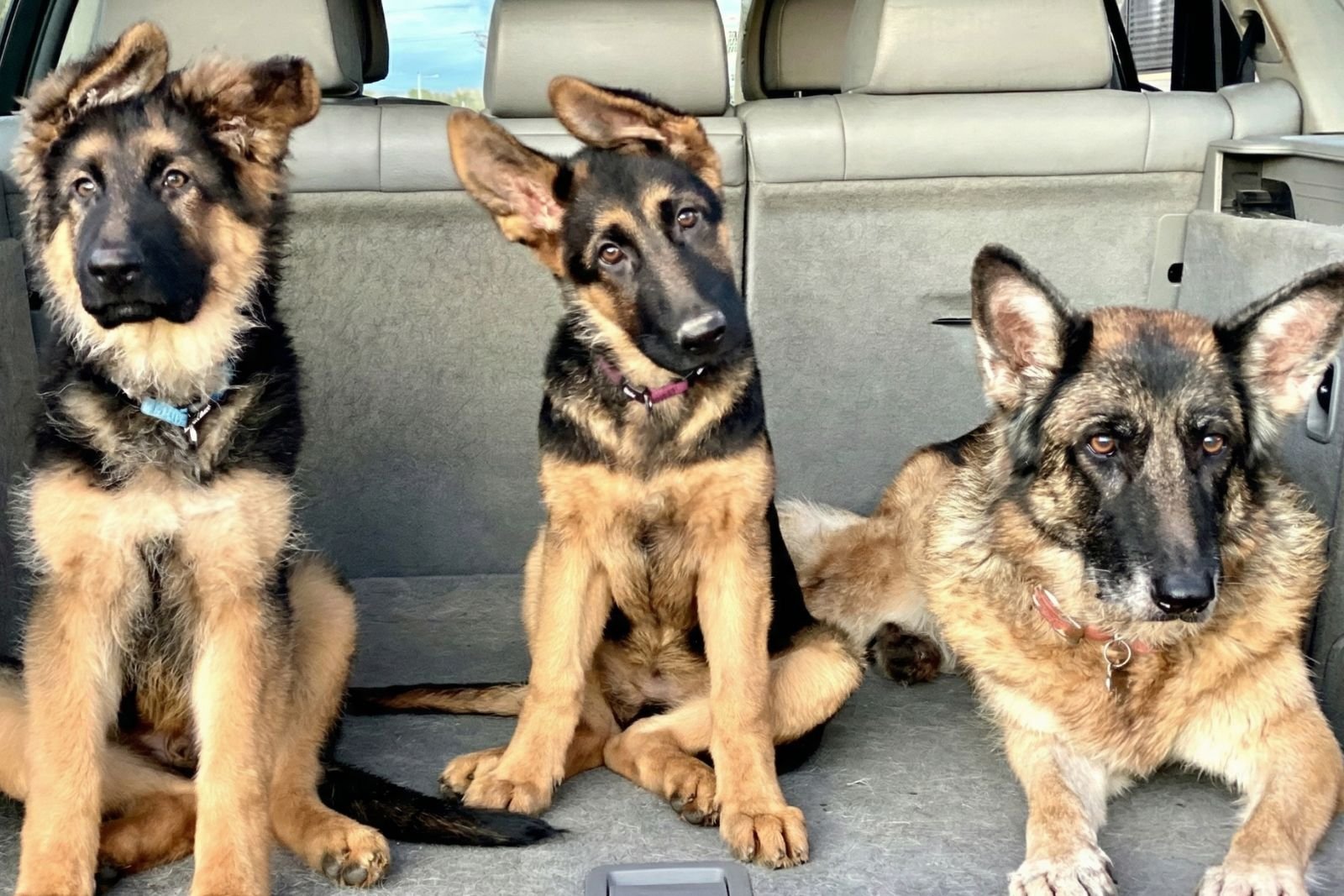 My 3 German Shepperds in my car