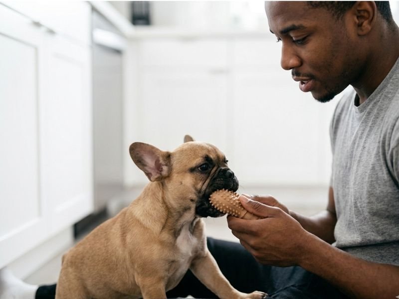 cómo evitar que tu cachorro muerda todo en casa