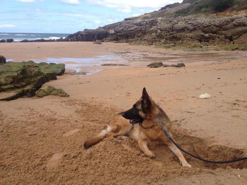 Playas para perros en Cantabria. Bella en una playa en Suances Cantabria