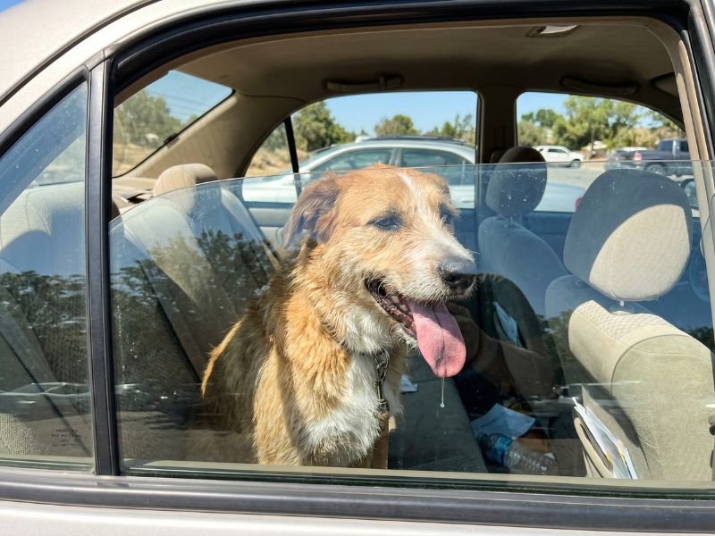 Golpe de calor en perros. Perro dentro de un coche aparcado en verano en una situación de riesgo por calor
