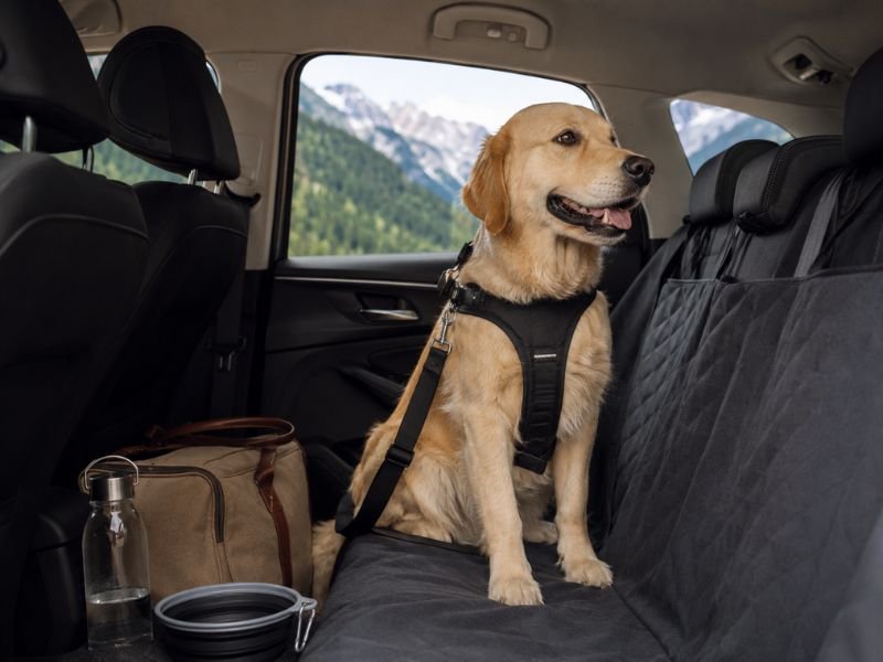 Normativa para viajar con perros en Europa3