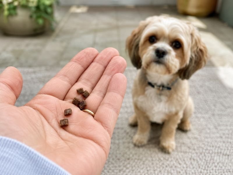 best natural dog training treats1