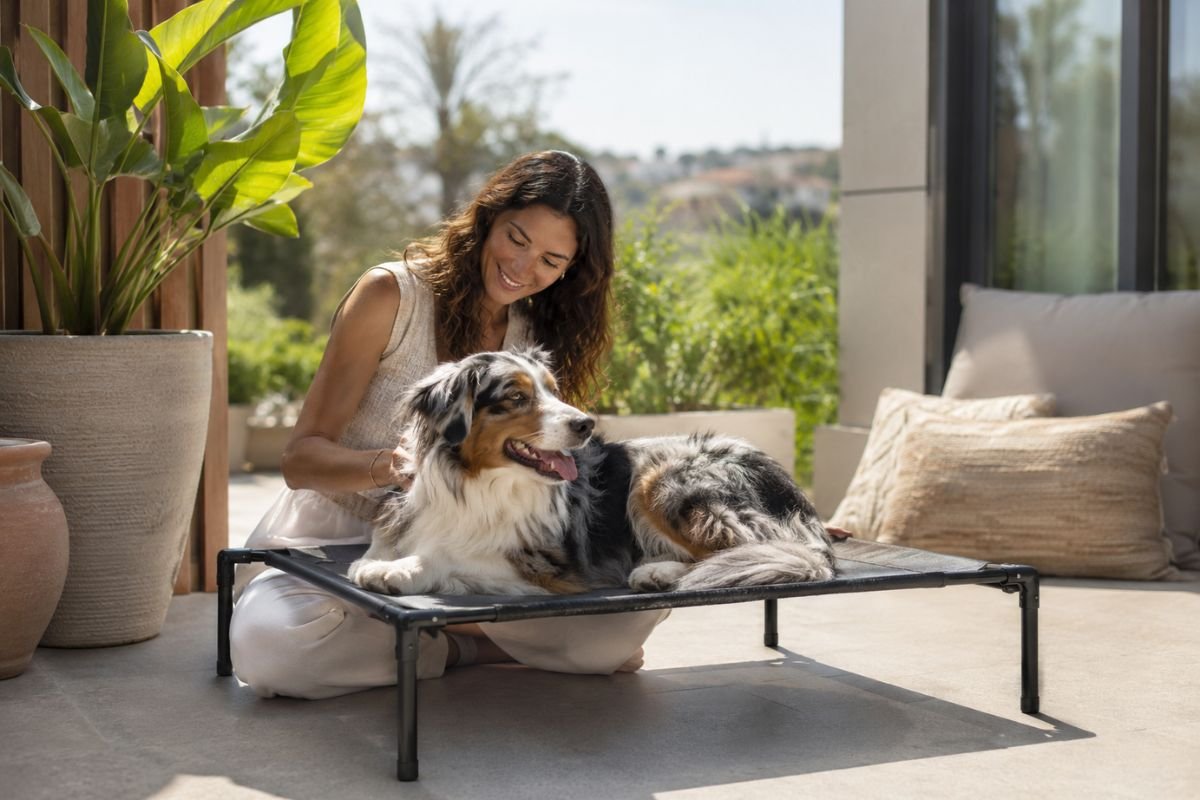 best elevated dog beds