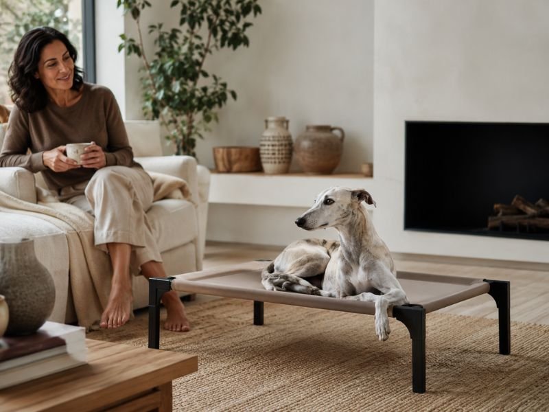camas elevadas para perros