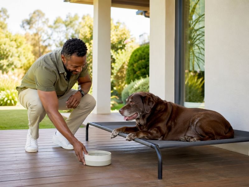 camas elevadas para perros