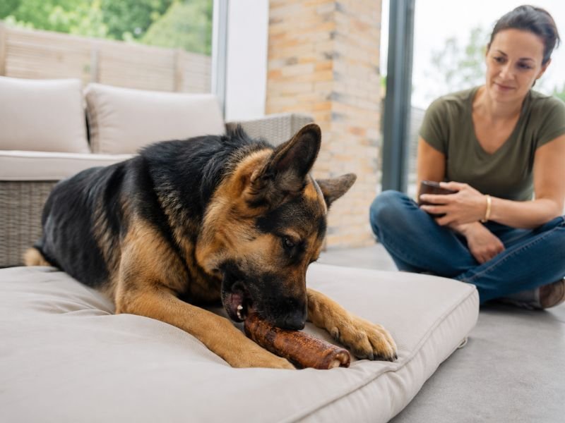 long-lasting natural dog chews