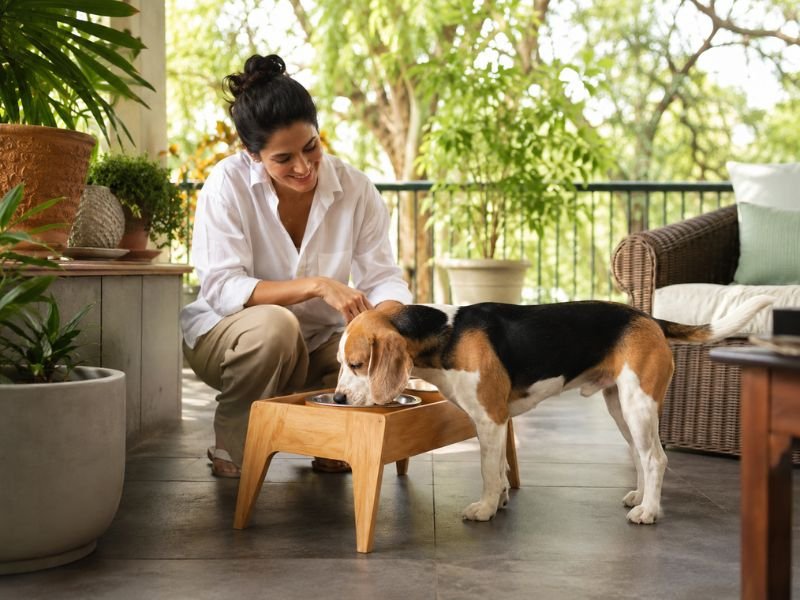 mejores comederos elevados para perros