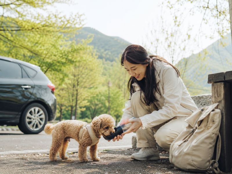 spring dog travel essentials