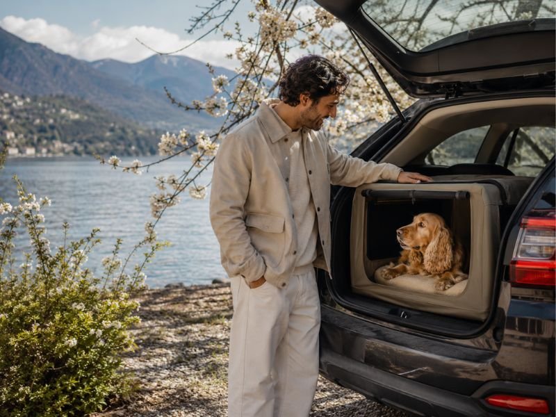 Dog travel accessories