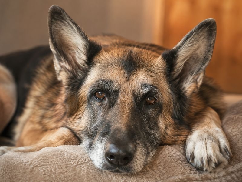 cuidar a un perro senior