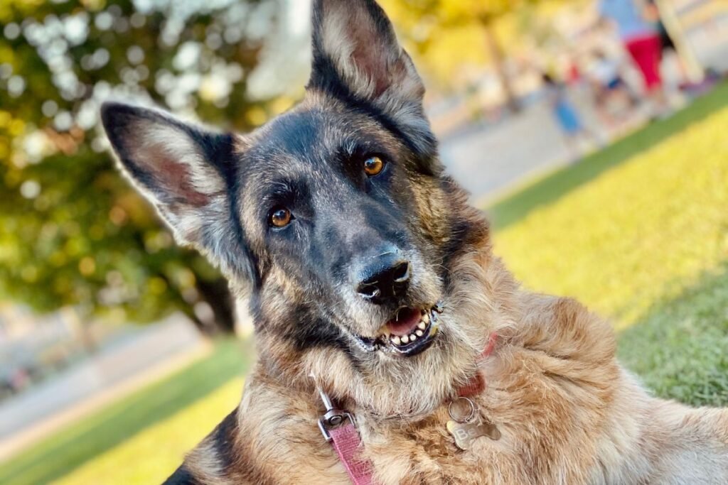 cuidar a un perro senior