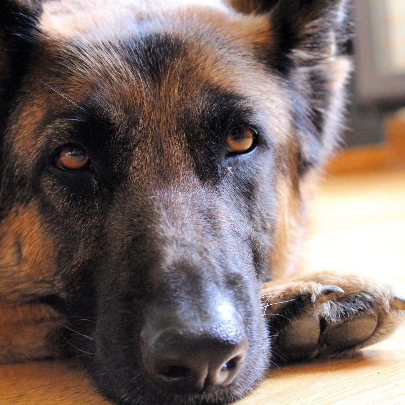 cuidar a un perro senior