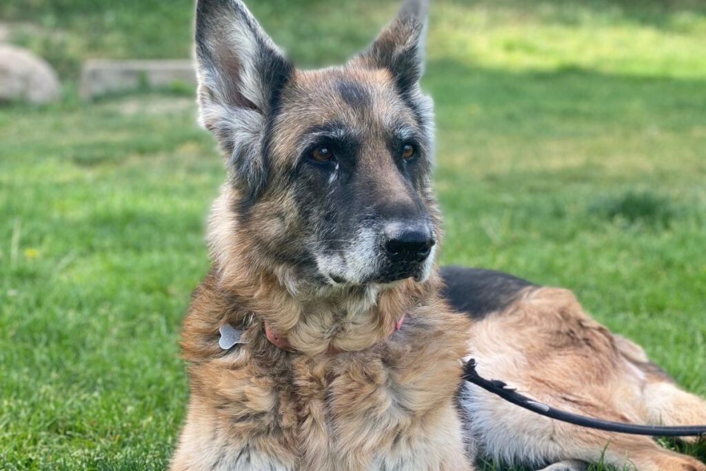 cuándo un perro empieza a ser senior